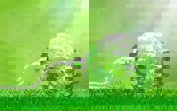 groene stroom